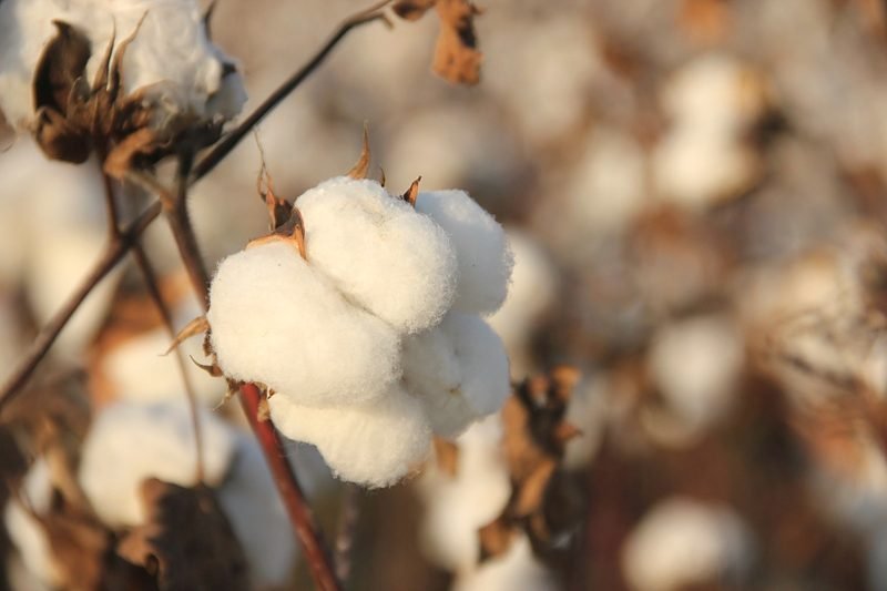 An open cotton boll on the stalk in late season light.
