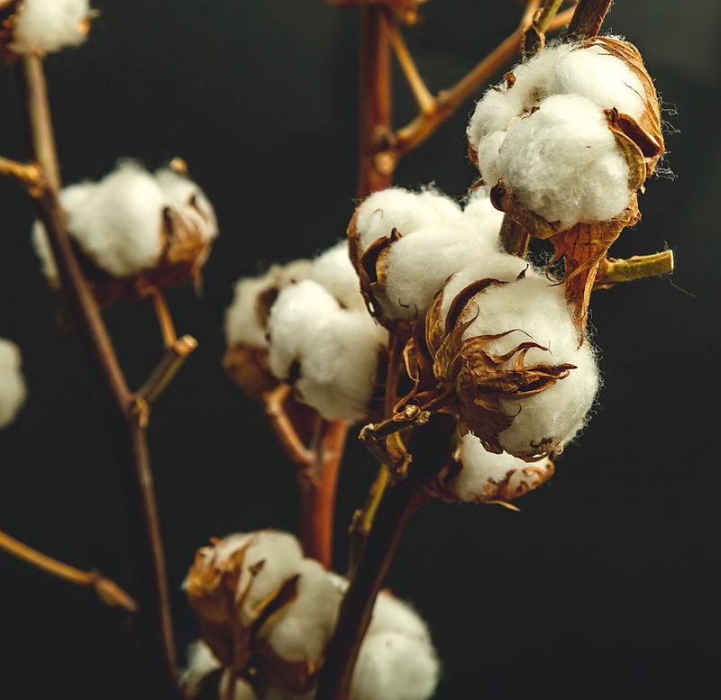 Open bolls on a cut stem against a dark ground.