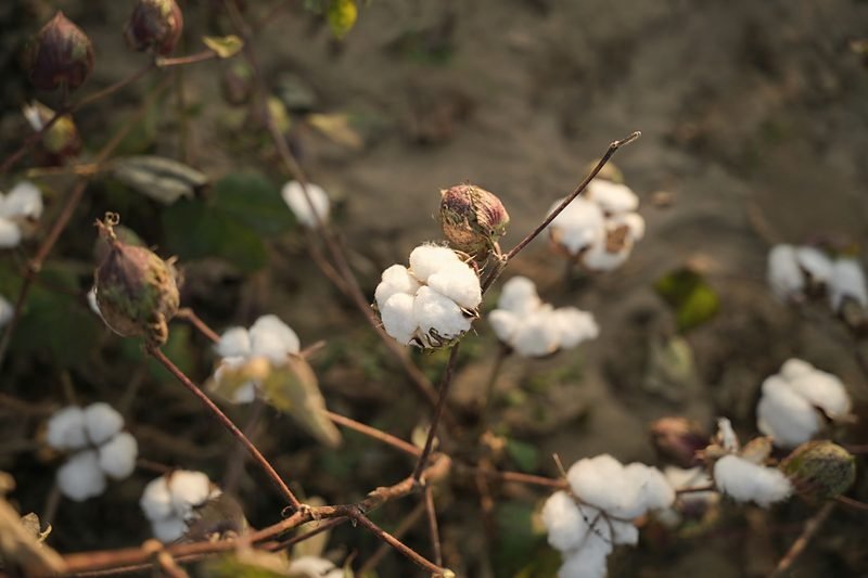 Open bolls and unopened bolls on the plant above sandy ground.