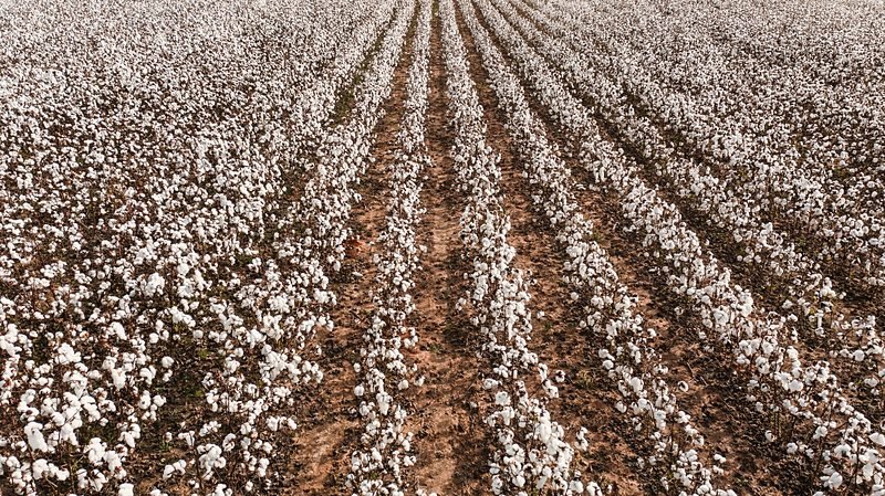 Cotton rows on sandy soil running to the field edge.