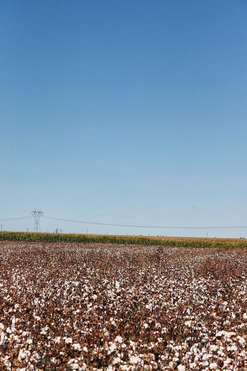 Open cotton to a dead flat horizon with a transmission line crossing the sky.