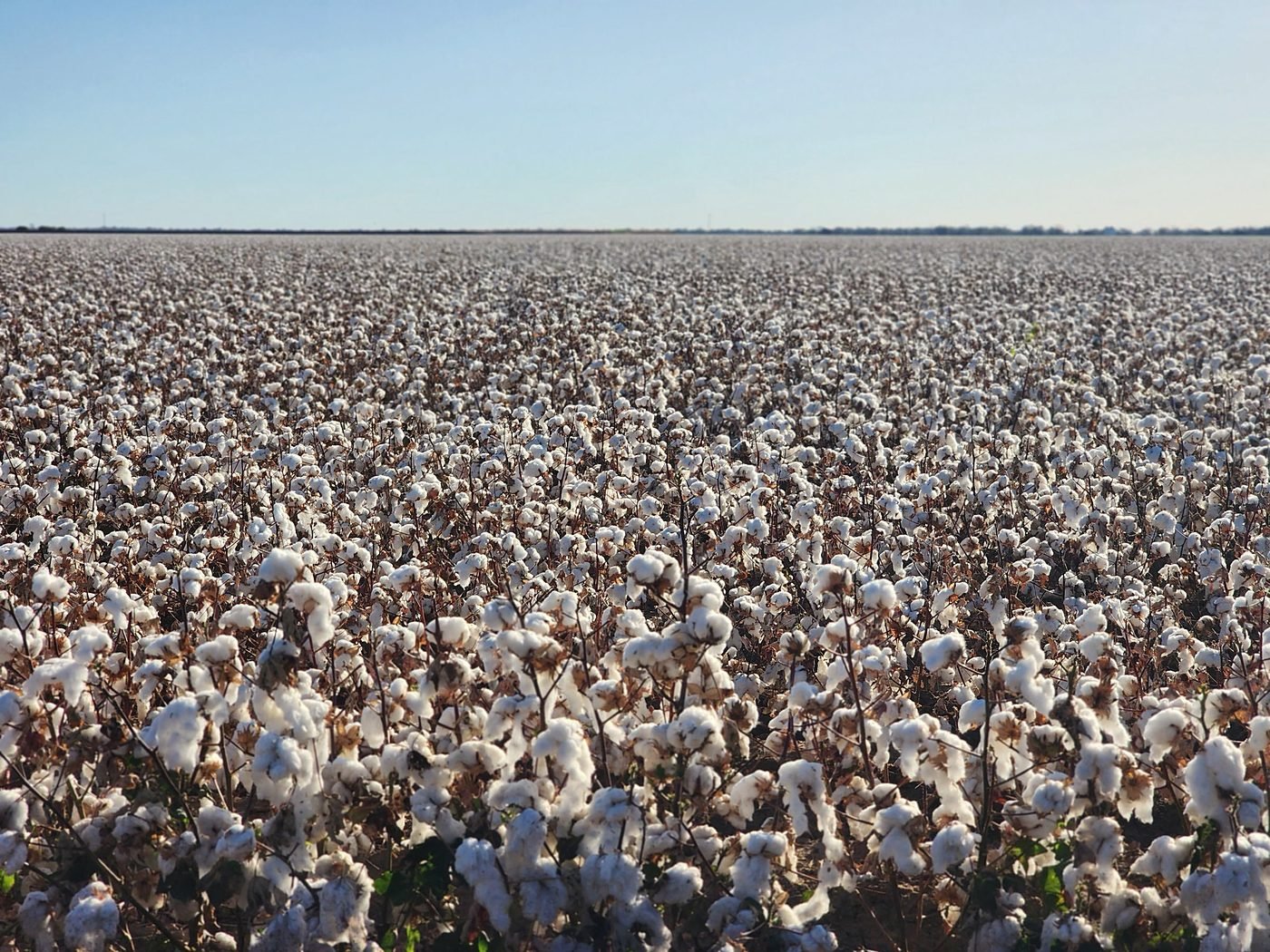 A West Texas cotton field in full open boll running to a flat horizon.