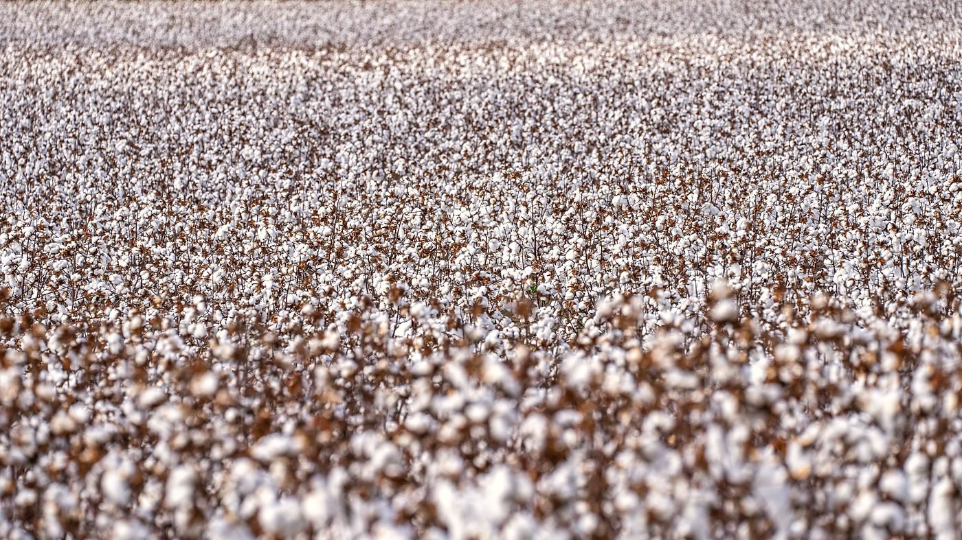 A field of open bolls ready for the stripper.